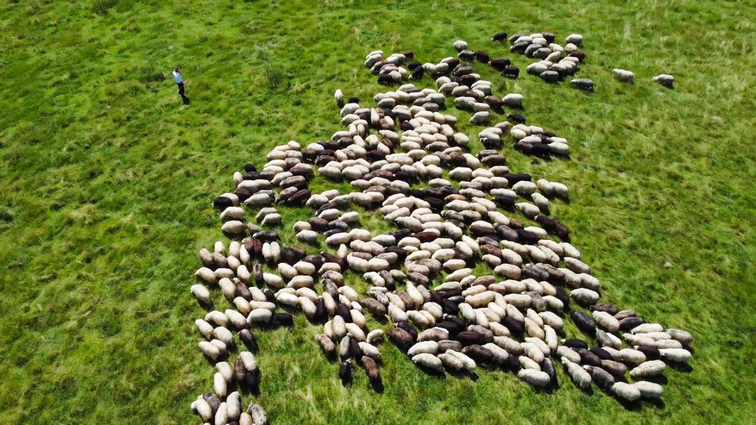 Widok pasterza ze stadem owiec